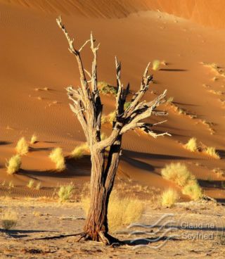 seyfried-photographe-de-voyage