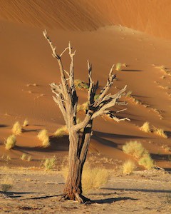 Photographe de voyage